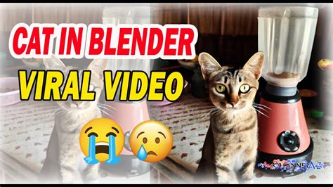 cat blender actual video|Saw the cat in blender video cant get it out of my mind